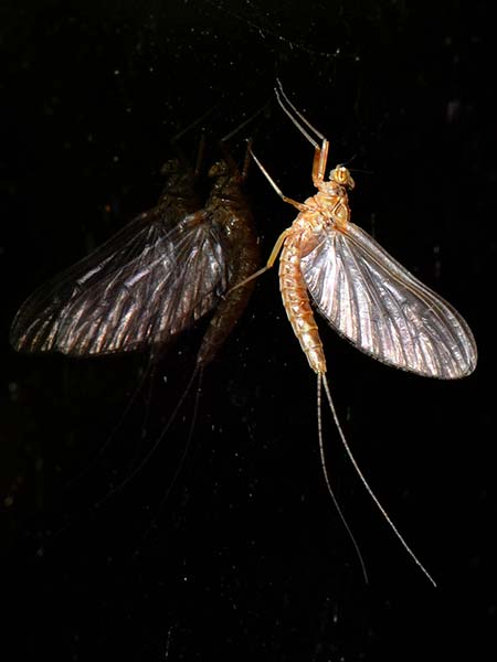ballerina mayfly