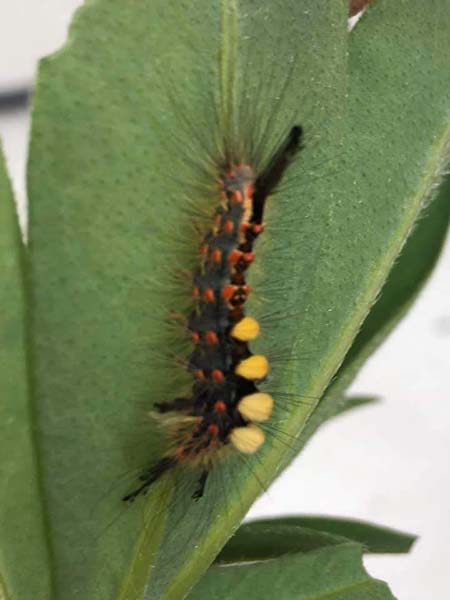 Catterpillar