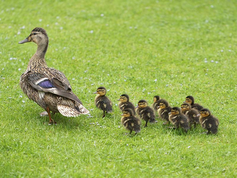 First day out from the nest