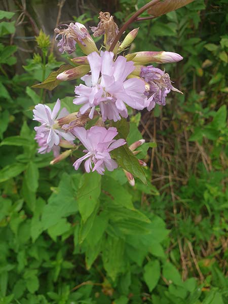Flowers01