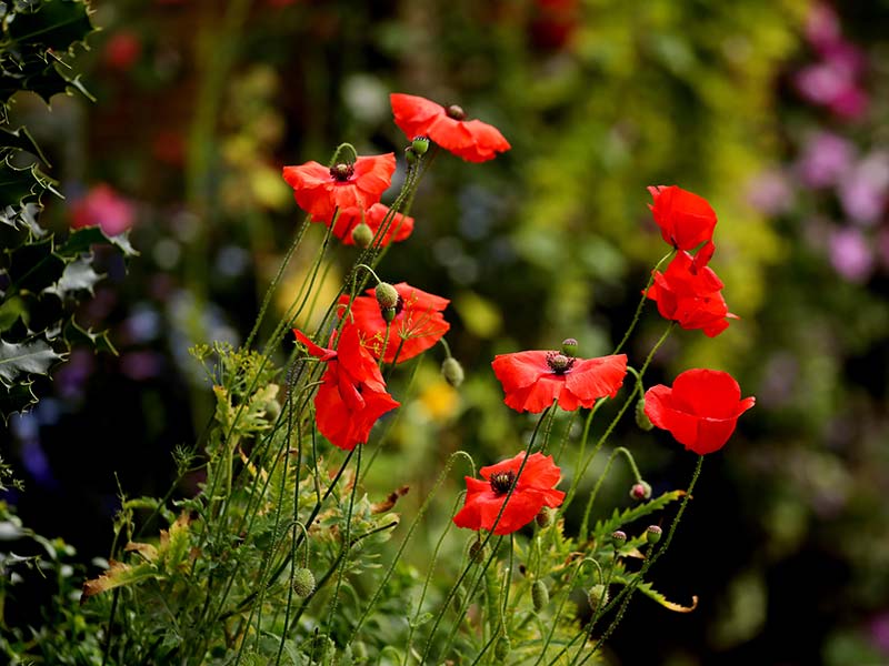 Poppies in the garden